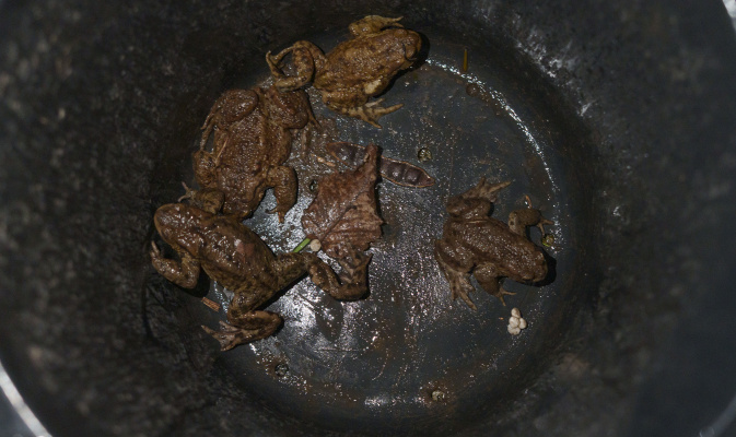 Die dicken Kröten werden natürlich separat transportiert. – Foto: Emilie Pufe