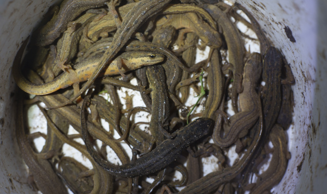 Ein ganz schönes Gewimmel beim Transport! Nun aber schnell.... – Foto: Emilie Pufe