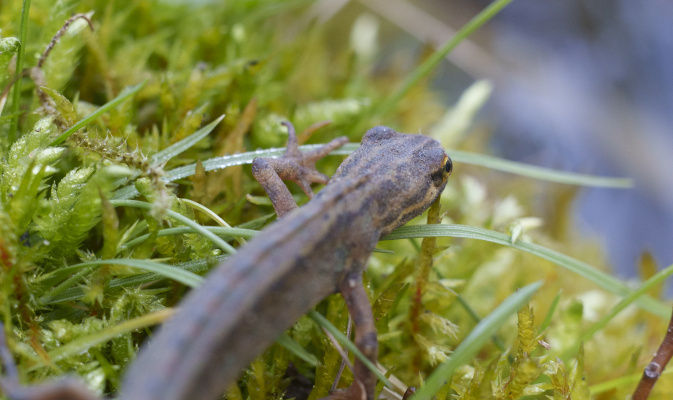 Wo ist der Teich? – Foto: Emilie Pufe
