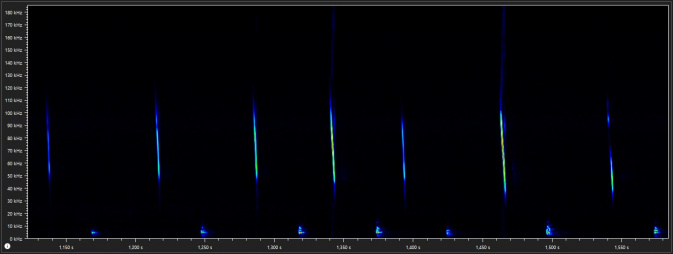 Steil abfallende Rufe der Bechsteinfledermaus - typisch für die Gattung Myotis. – Abb.: Lotte Wilking