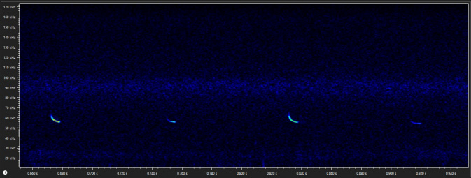 Rufe der Mückenfledermaus bei etwa 55 kHz. – Abb.: Lotte Wilking