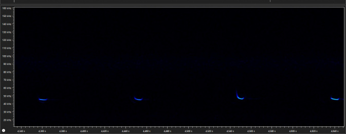 Rufe der Zwergfledermaus bei etwa 45 kHz. – Abb.: Lotte Wilking