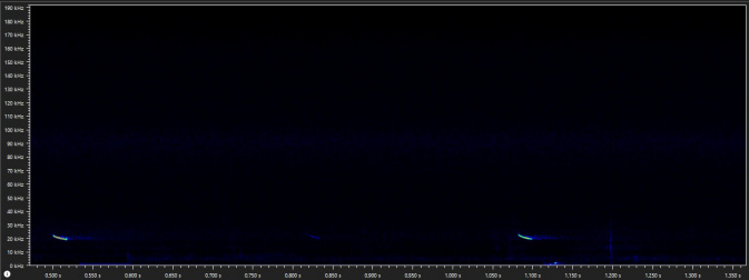 Rufe des Großen Abendseglers bei etwa 20 kHz. – Abb.: Lotte Wilking