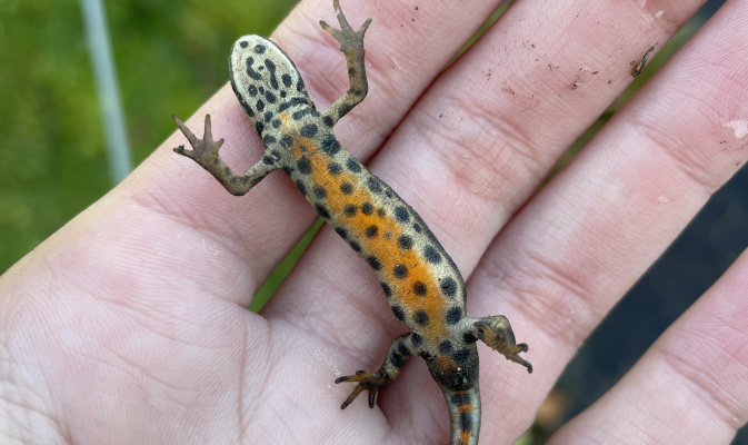 das Teichmolchmännchen hingegen hat eine kräftige Orangefärbung und große dunkle Flecken am Bauch – Foto: Lotte Wilking