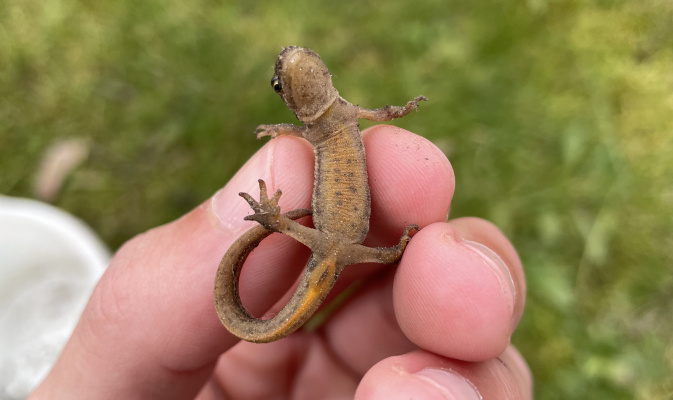 Teichmolch-Weibchen haben nur kleine, zarte Punkte am Bauch – Foto: Lotte Wilking