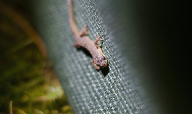 nicht nur in den Eimern, auch entlang des Zaunes lassen sich die Tiere absammeln – Foto: Emilie Pufe