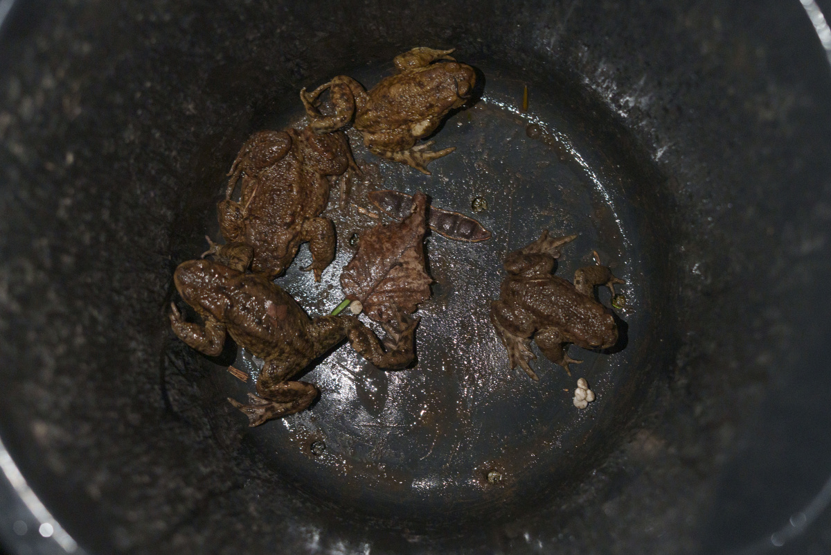 Die dicken Kröten werden natürlich separat transportiert. – Foto: Emilie Pufe