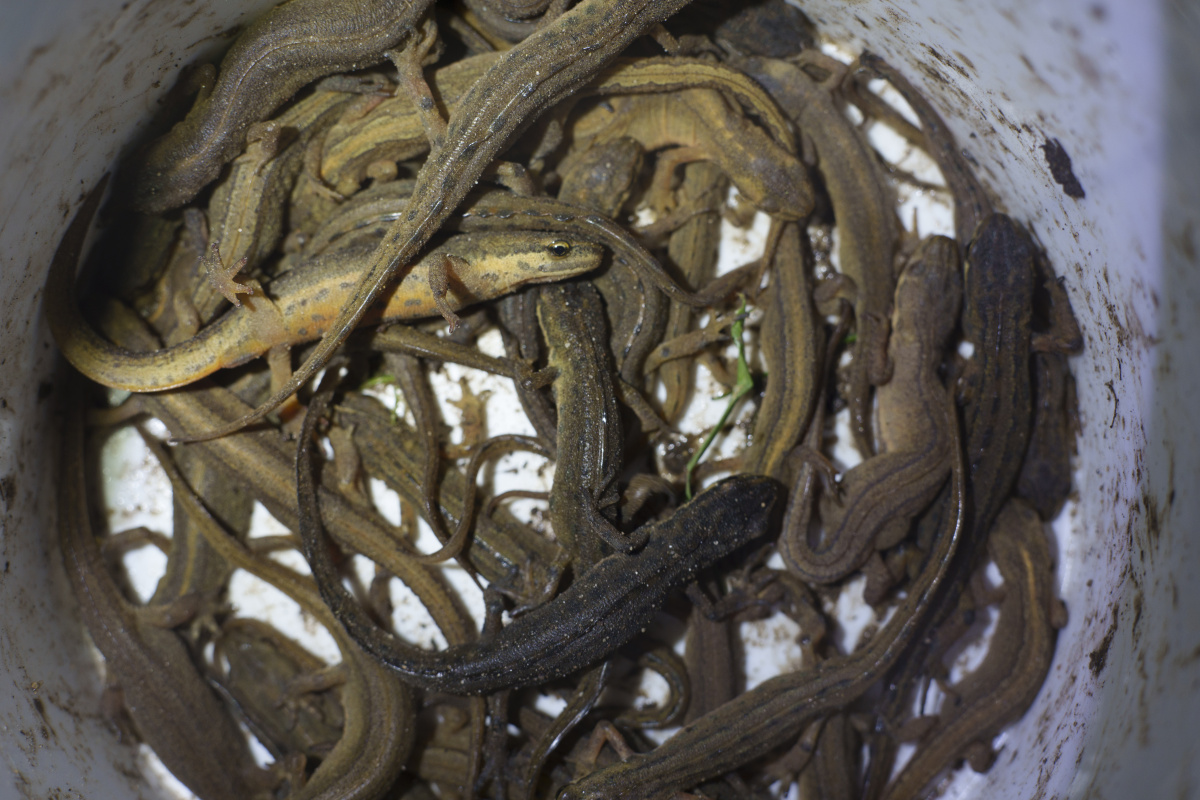 Ein ganz schönes Gewimmel beim Transport! Nun aber schnell.... – Foto: Emilie Pufe