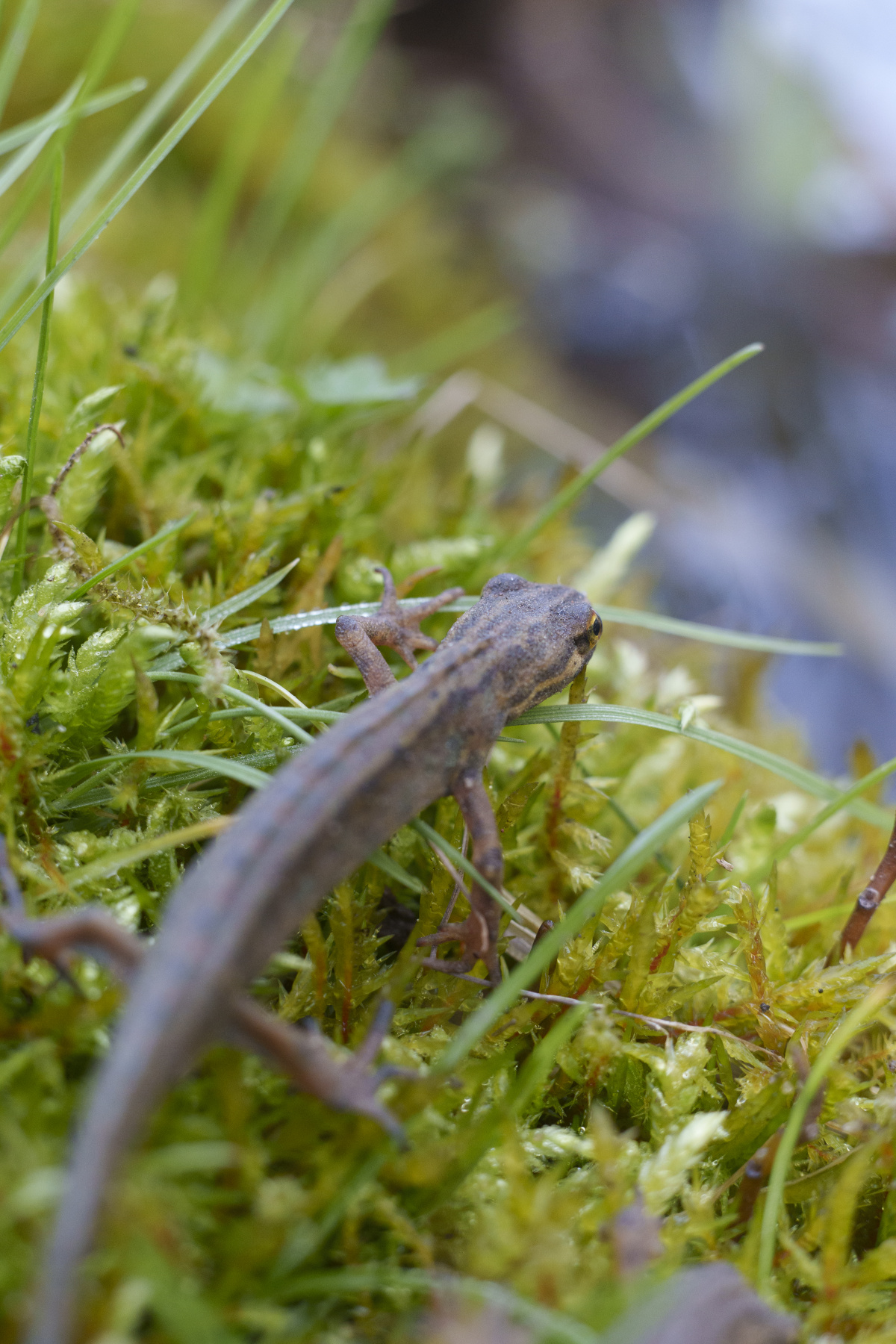 Wo ist der Teich? – Foto: Emilie Pufe