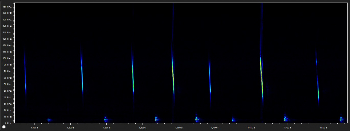 Steil abfallende Rufe der Bechsteinfledermaus - typisch für die Gattung Myotis. – Abb.: Lotte Wilking