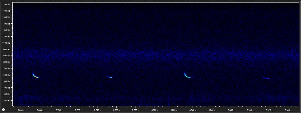 Rufe der Mückenfledermaus bei etwa 55 kHz. – Abb.: Lotte Wilking