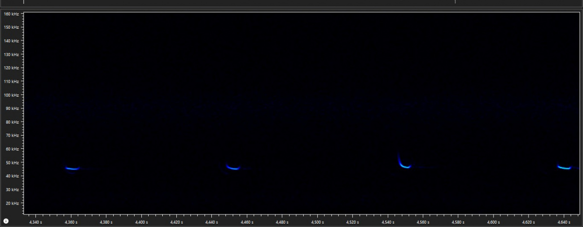 Rufe der Zwergfledermaus bei etwa 45 kHz. – Abb.: Lotte Wilking