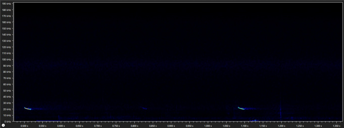 Rufe des Großen Abendseglers bei etwa 20 kHz. – Abb.: Lotte Wilking