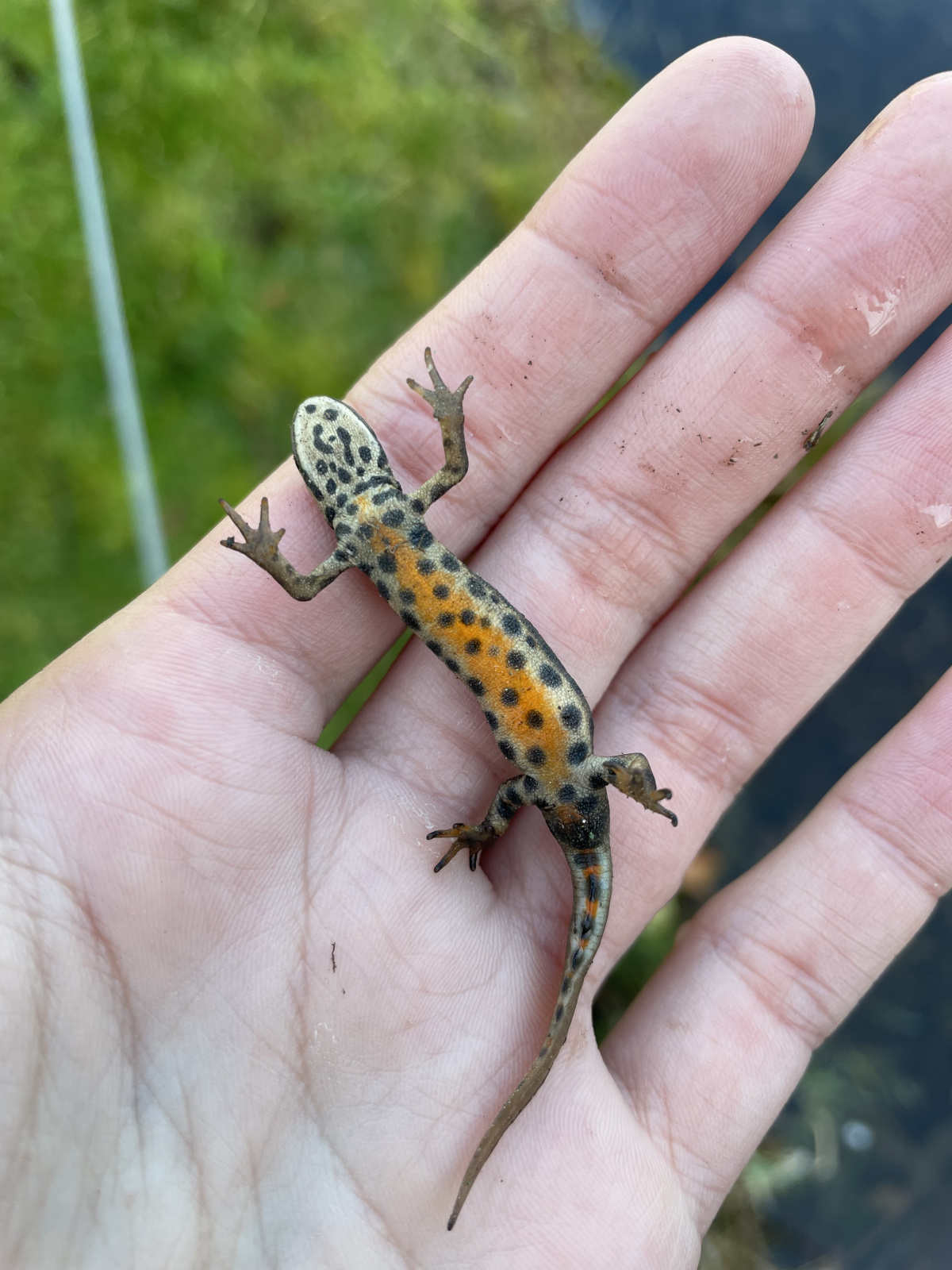 das Teichmolchmännchen hingegen hat eine kräftige Orangefärbung und große dunkle Flecken am Bauch – Foto: Lotte Wilking