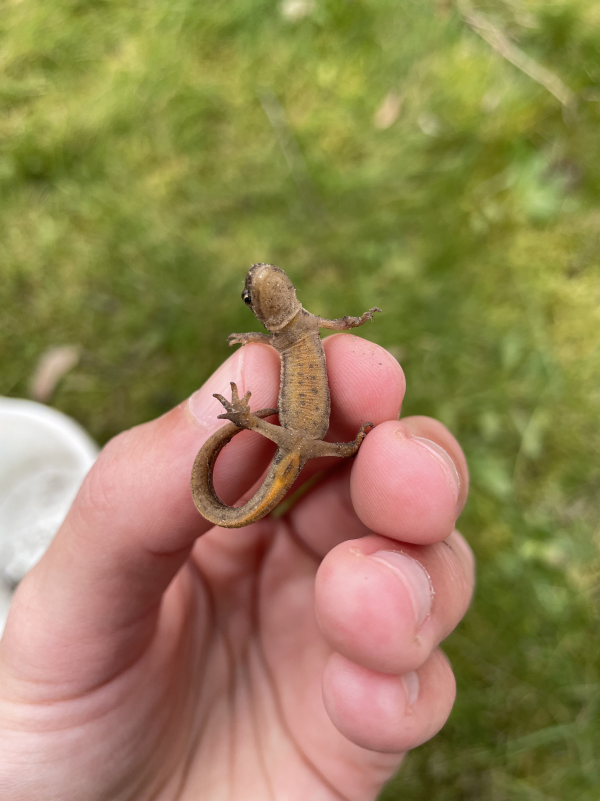 Teichmolch-Weibchen haben nur kleine, zarte Punkte am Bauch – Foto: Lotte Wilking