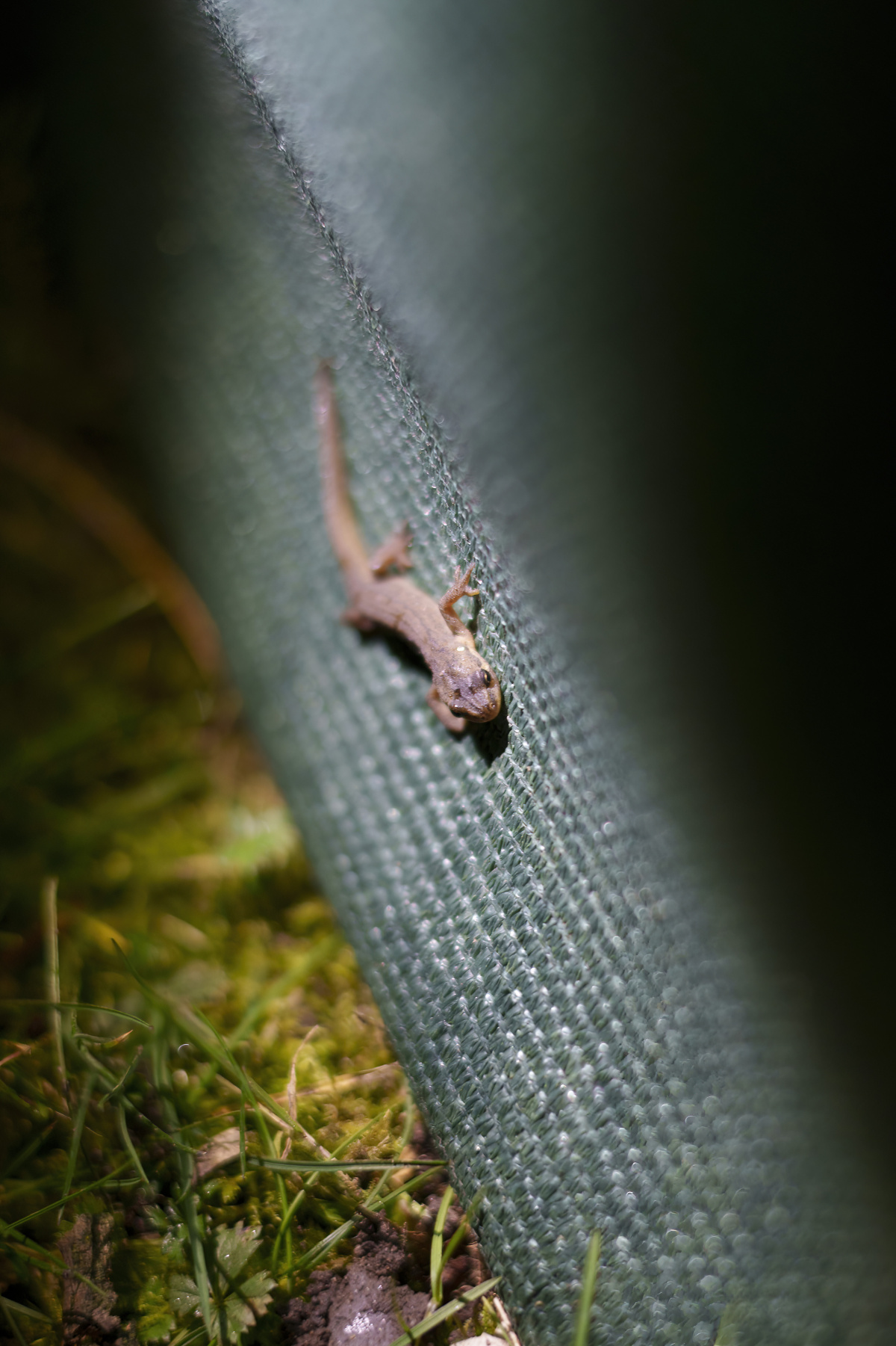 nicht nur in den Eimern, auch entlang des Zaunes lassen sich die Tiere absammeln – Foto: Emilie Pufe