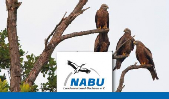 Grafik: Dr. W. Nachtigall