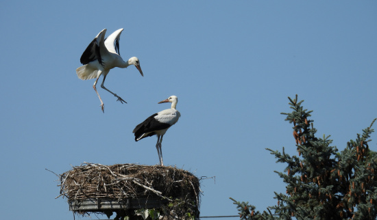 Jungtiere beim Flugtraining. Foto: Andreas Baumgärtel