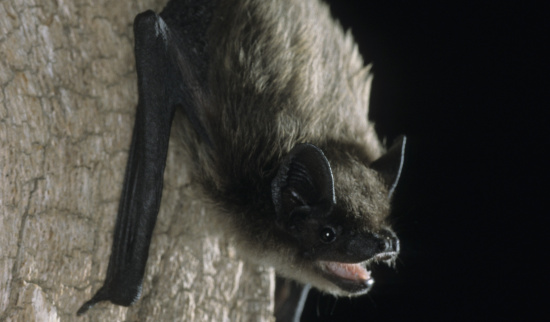 Die Alpenfledermaus (Hypsugo savii) Foto: Dietmar Nill