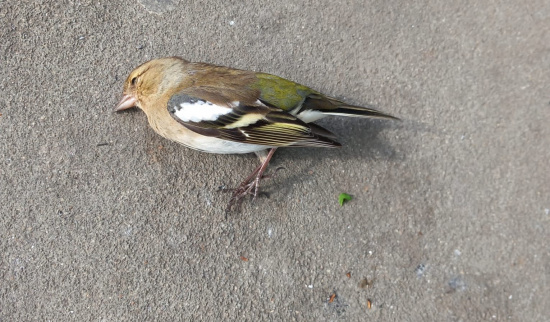 Foto: Bruno Schimkat