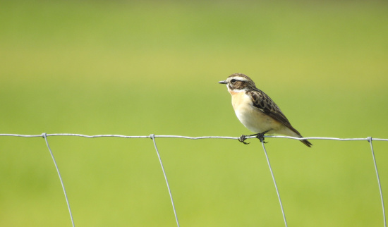 Das Braunkehlchen ist bereits aus vielen Regionen Sachsen verschwunden. Foto: Madlen Schimkat