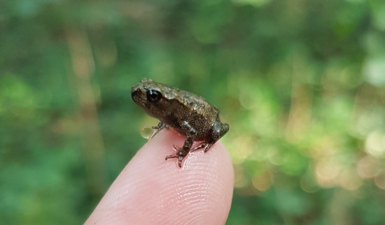 kleine Erdkröte...soo winzig! Foto: Madlen Schimkat, NSI Dresden