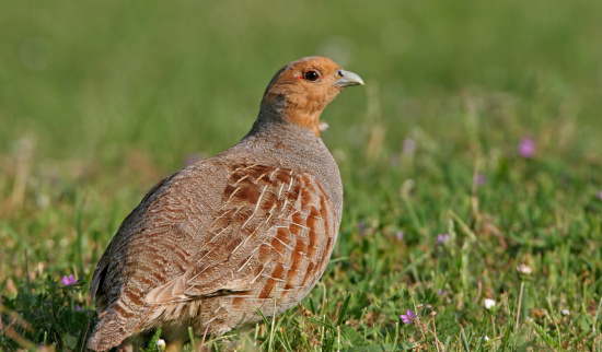 Rebhuhn (Perdix perdix); Vogel des Jahres 2026 Foto: Mathias Schäf