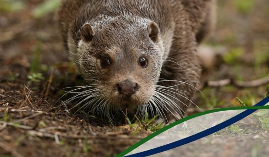 Titelbild_Ausschnitt Abb. ohne Autor: